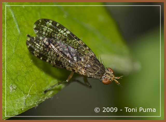 Sciomyzidae del Tellesimo 1